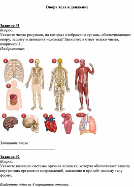 Методическая разработка (Тест по окружающему миру) "Опора тела"