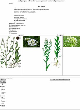 Лабораторная работа "Определение растений семейства Крестоцветные с использованием определительной карточки"