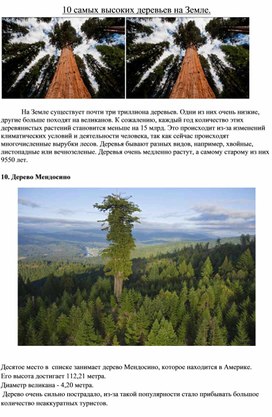 Обложка для материала 10 самых высоких деревьев на Земле.