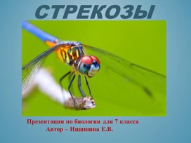 Презентация к уроку биологии 7 класс по теме "Стрекозы"