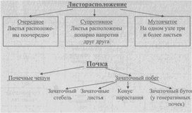 Материал по биологии