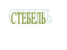 Строение стебля