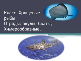 Презентация по биологии на тему: "Хрящевые рыбы"