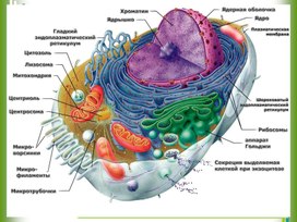 Строение клеток растений животных грибов