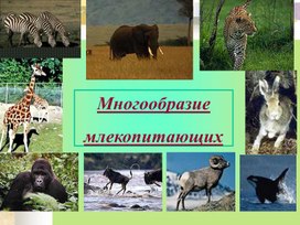 Обложка для материала Презентация по биологии на тему: "Многообразие млекопитающих"