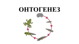 Онтогенез