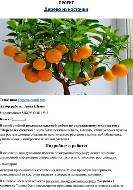 ПРОЕКТ "Дерево из косточки" окружающий мир 1 - 4 класс.