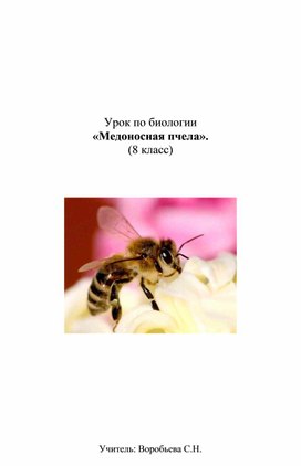 Урок по биологии 8 класс "Медоносная пчела"