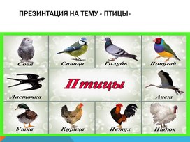 Презентация на тему " Птицы"