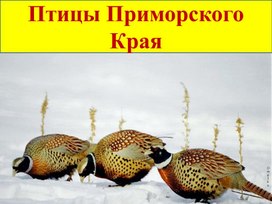 Презентация по биологии на тему: "Птицы Приморского края" 7класс.