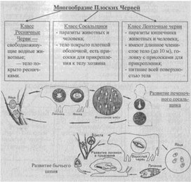 Материал к урокам  биологии