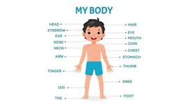 Обложка для материала Тема Описание внешности. 5 класс