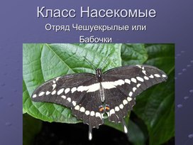 Презентация к уроку биологии 7 класс. Класс Насекомые. Отряд Чешуекрылые или Бабочки