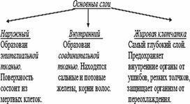 Тема: Значение кожи как органа выделения и терморегуляции. Закаливание организма.