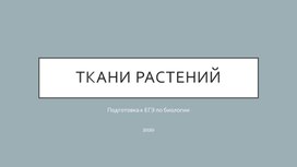 Презентация Ткани растений