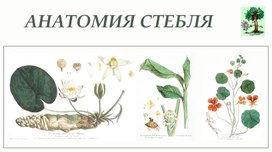 Обложка для материала Анатомическое строение стебля
