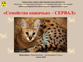 Презентация "Семейство кошачьих - СЕРВАЛ" (В рамках проекта "Этот милый Мурлыка")