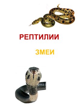 Презентация "Змеи и рептилии"
