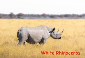 Обложка для материала Презентация №Белый носорог"