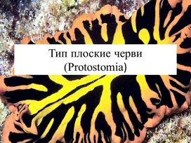 Тип плоские черви (Protostomia)