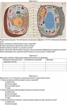 Карточки по теме растительная и животная клетки