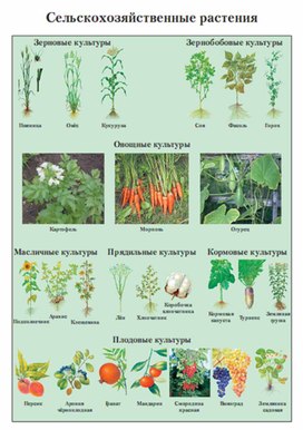 Обложка для материала Окружающий мир для начальных классов_схема_32