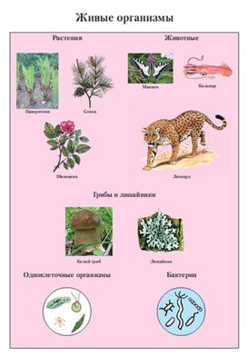 Обложка для материала Окружающий мир для начальных классов_схема_36