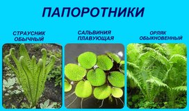 Учебные стенды по предмету ботаника на тему "Царство растений"