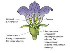 Строение цветка