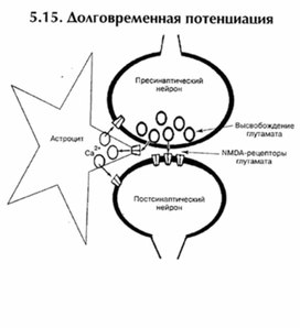 Обложка для материала материал по психофизиологии