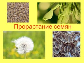 Прорастание семян