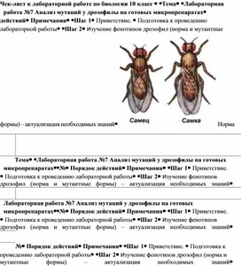 Лабораторная работа по биологии "Анализ мутаций у дрозофилы на готовых микропрепаратах"