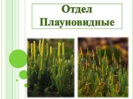 Презентация по биологии на тему " Отдел Плауновидные" ( класс).