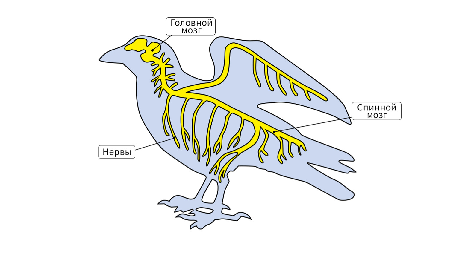 Птицы схема мозга