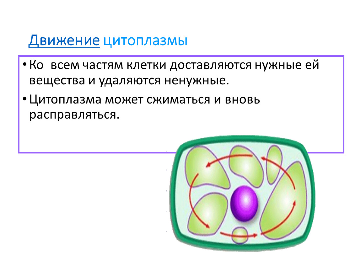 Схема жизнедеятельности клетки