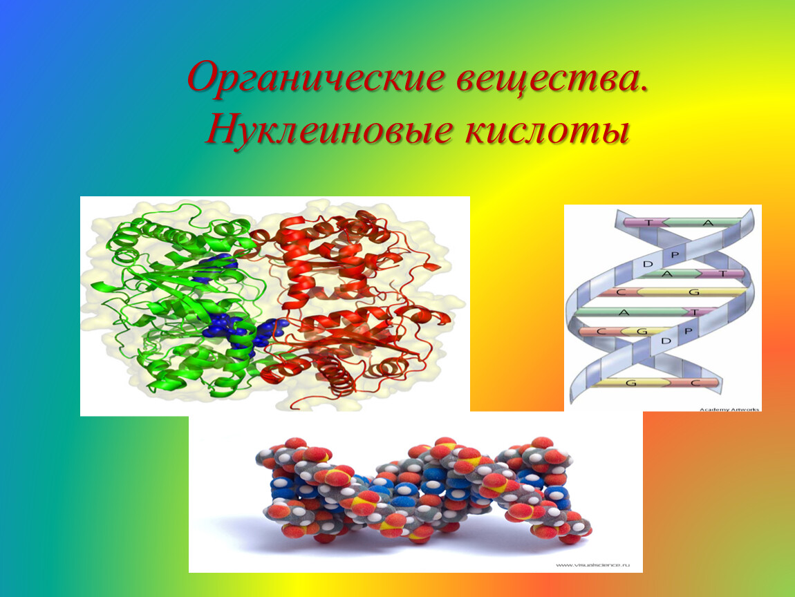 Нуклеиновые кислоты биология. Нуклеиновые кислоты органические. Органические вещества нуклеиновые кислоты. Проект на тему нуклеиновые кислоты. Доказательство единства живой природы нуклеиновая кислота.