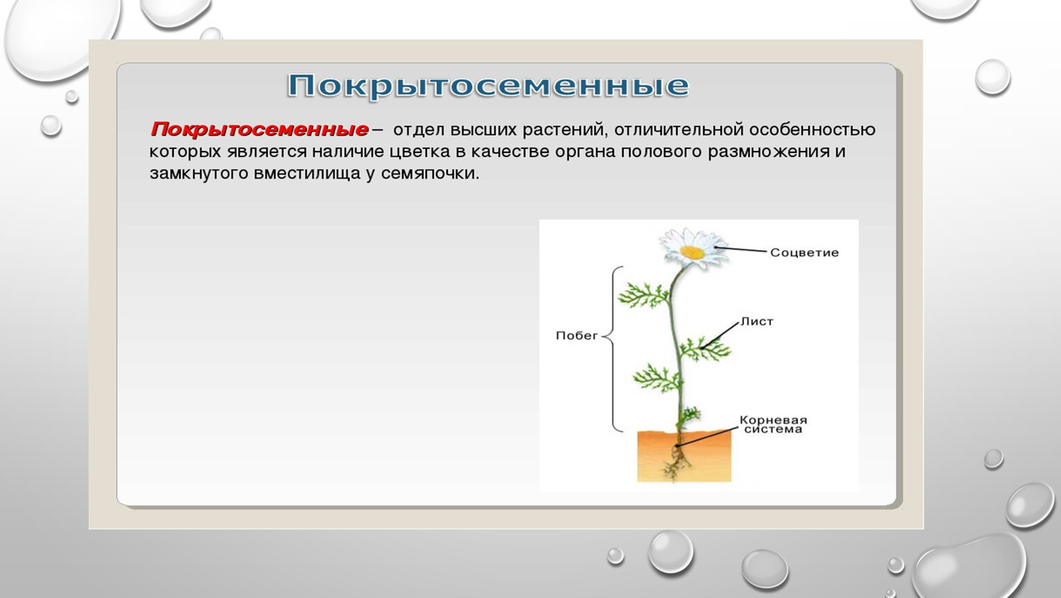 Функция покрытосеменных растений