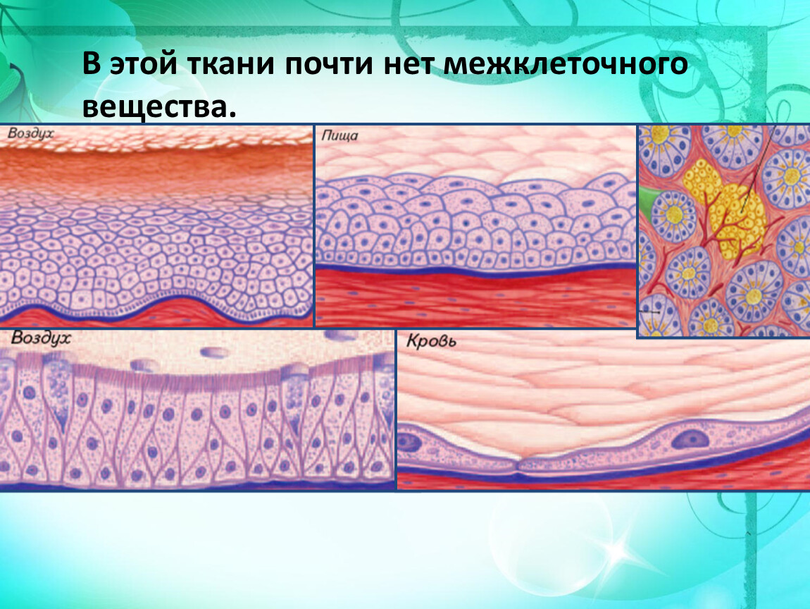 Межклеточная ткань. Межклеточное вещество мышечной ткани. Ткань в которой нет межклеточного вещества. В этой ткани почти нет межклеточного вещества. Тема ткани.