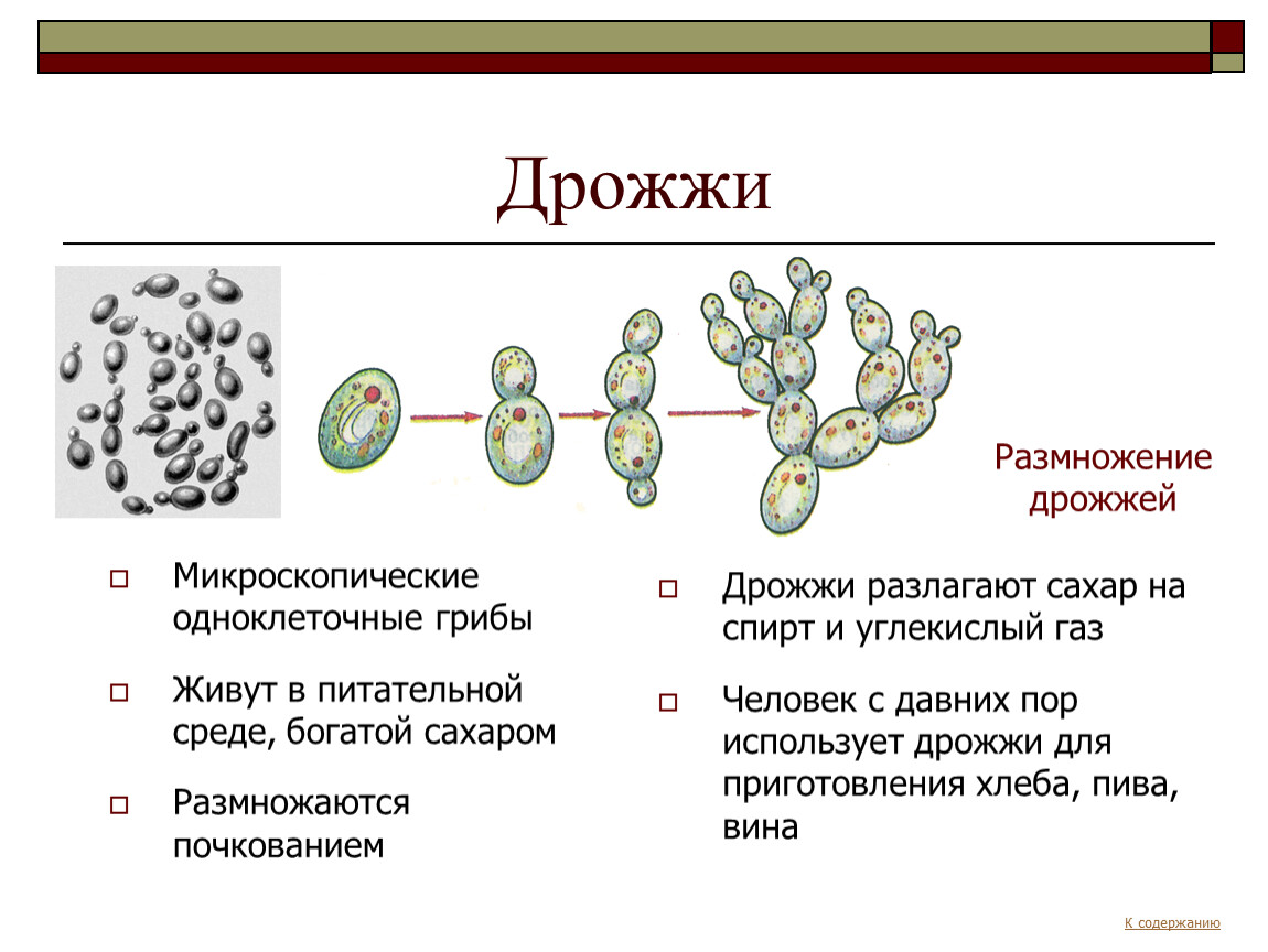 Пример процесса иллюстрирующего размножение у растений. Дрожжи грибы строение. Строение и размножение дрожжей. Строение описание одноклеточных грибов. Строение одноклеточных грибов дрожжи.