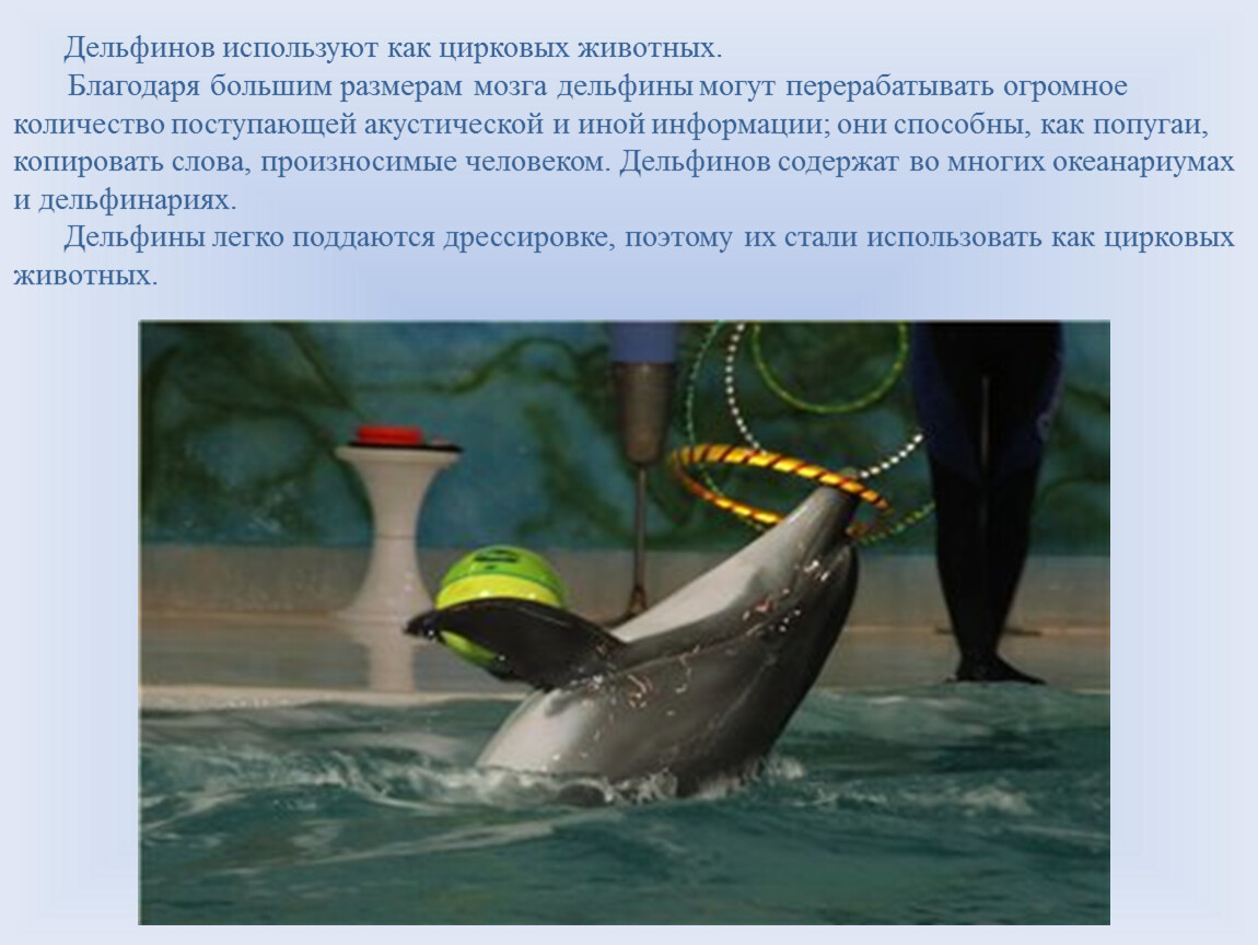 Проект 3 класс люди и дельфины Презентация