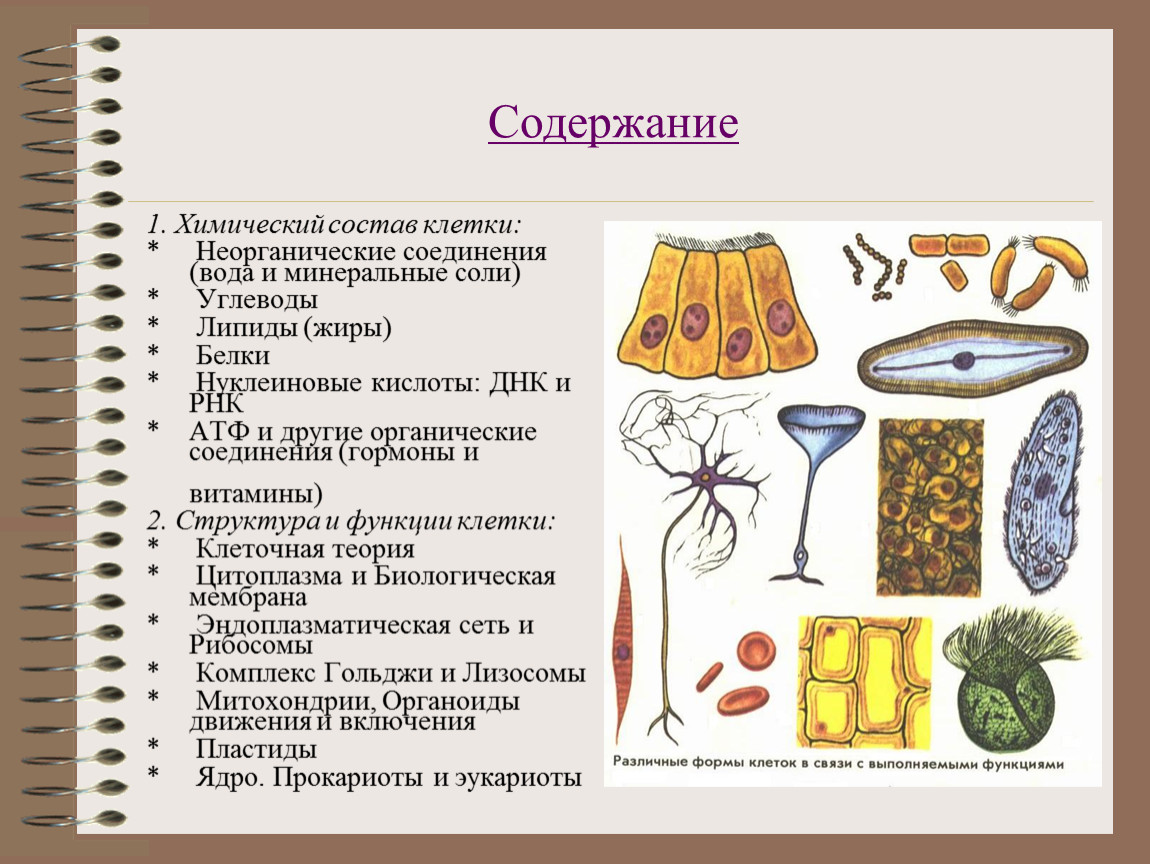 Химический состав клетки презентация 5 класс презентация