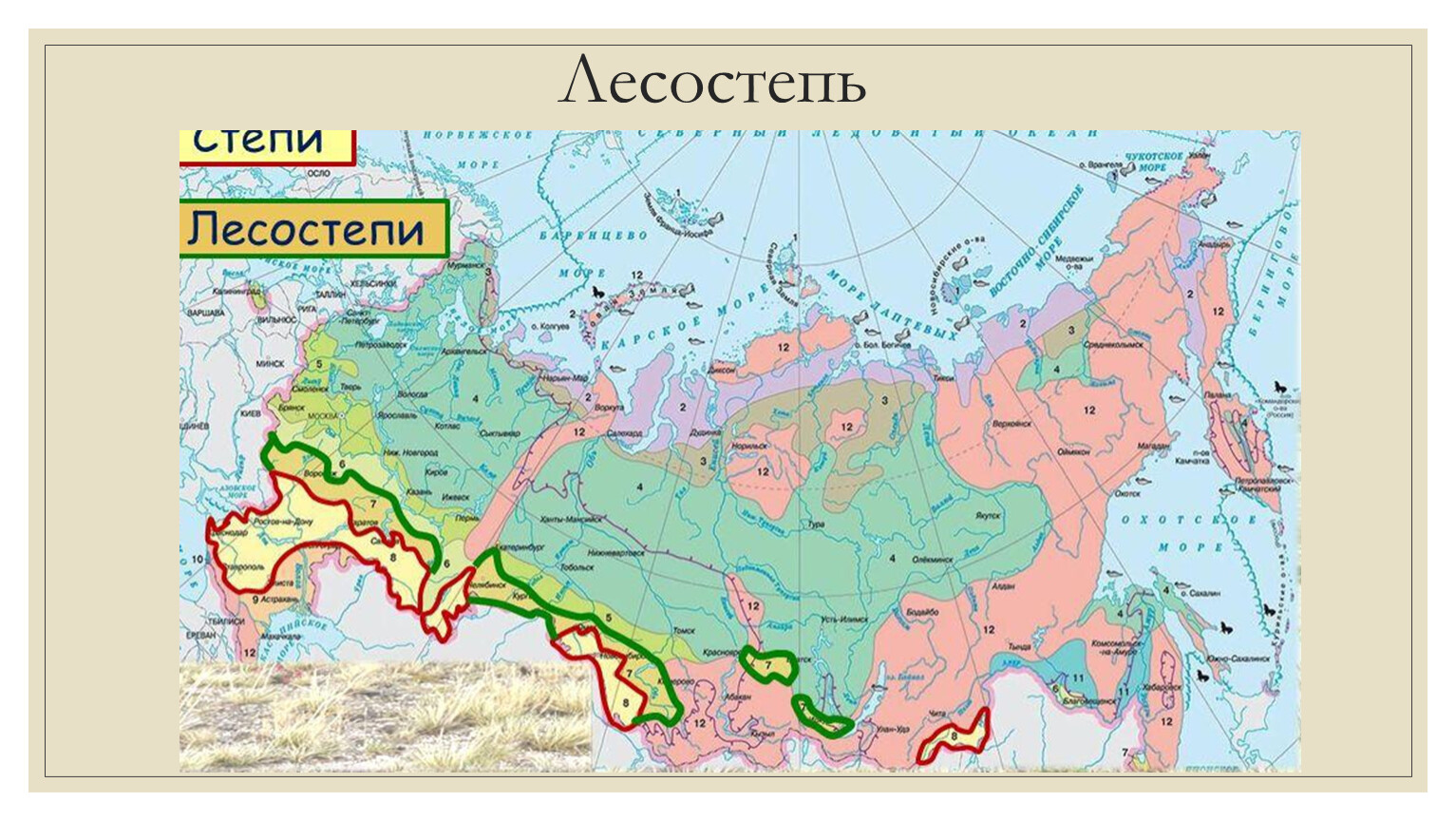 Лесостепная зона на карте. Зона лесостепей и степей на карте. Зона степей на карте России. Степи и лесостепи на карте России. Зона степей и лесостепей на карте России.