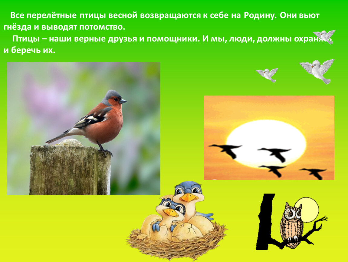 Птицы весной 2 класс. Перелетные птицы. Перелетеые п и цы весной. Прилетные птицы весной. Перелетные птицы весной.