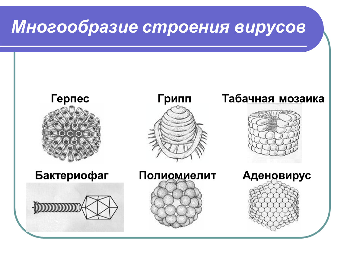 Схема строения вируса герпеса