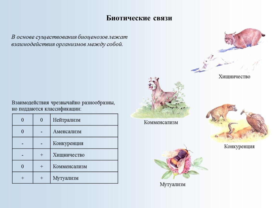 Биотические взаимодействия сколько групп. Тип биотических взаимоотношений организмов. Биотические отношения в биоценозе. Биотические взаимоотношения между организмами таблица. Биотические взаимодействия организмов.