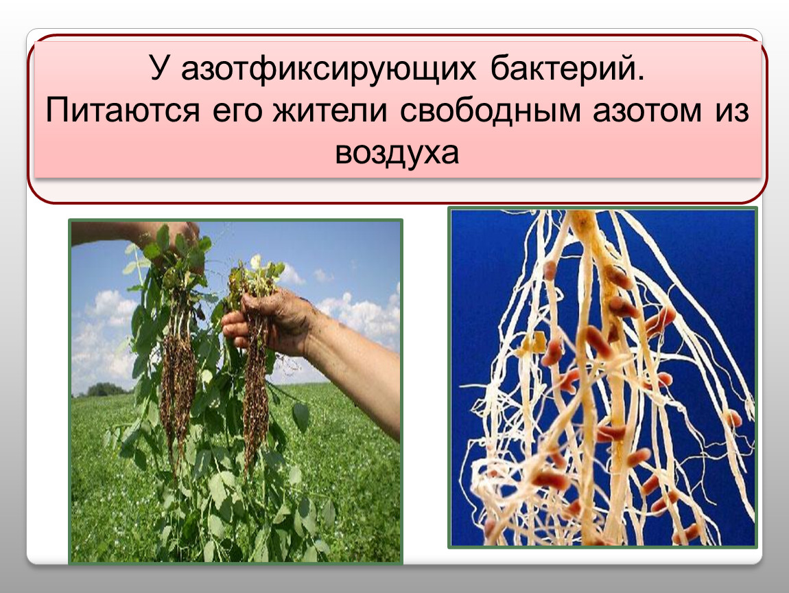 Проект азотфиксирующие бактерии