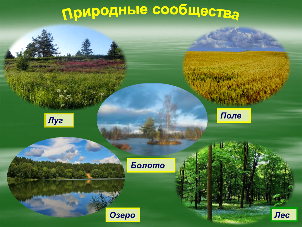 Природное сообщество образуют. Природное сообщество болото. Природное сообщество луг. Многообразие природных сообществ. Сообщества леса, Луга и водоема.