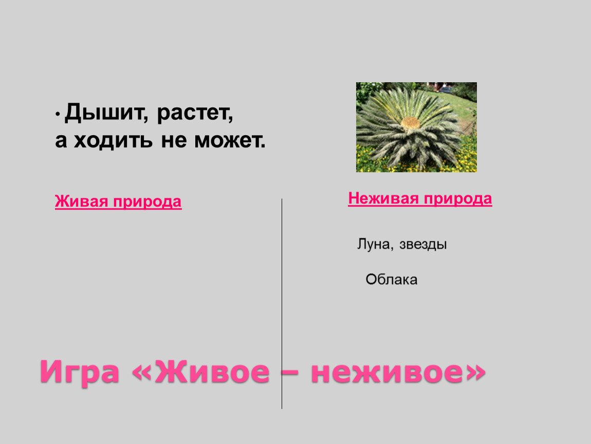 Окружающий мир 2 класс живая и неживая. Энциклопедия путешествий 2 класс Живая и неживая природа. Страны с живой и неживой природой окружающий мир. Страны Живая и неживая природа 2 класс. Энциклопедия страны мира 2 класс Живая и неживая природа.