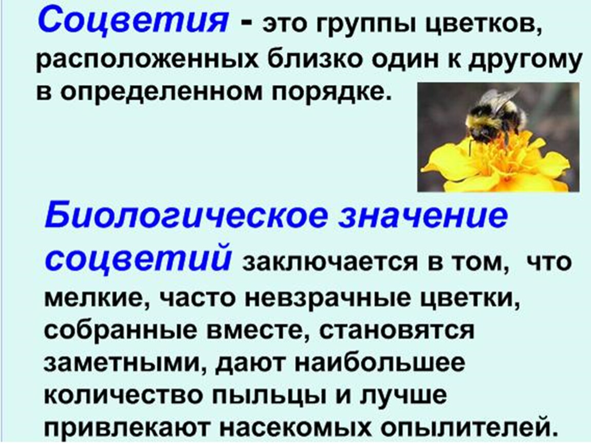 Какого значение цветка. Биологическая роль соцветий. Каково биологическое значение соцветия. Значение соцветий. В чем состоит биологическое значение соцветий.