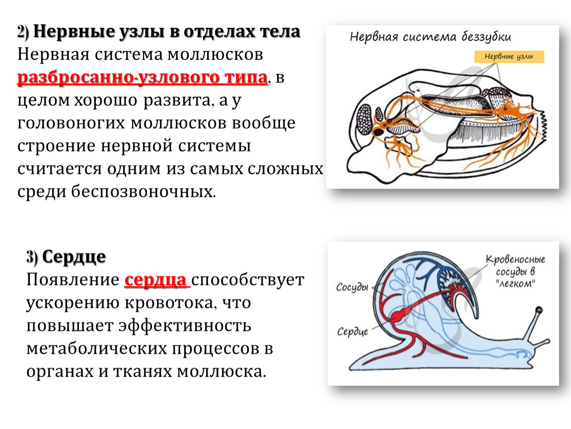 Тип нервной системы у моллюсков
